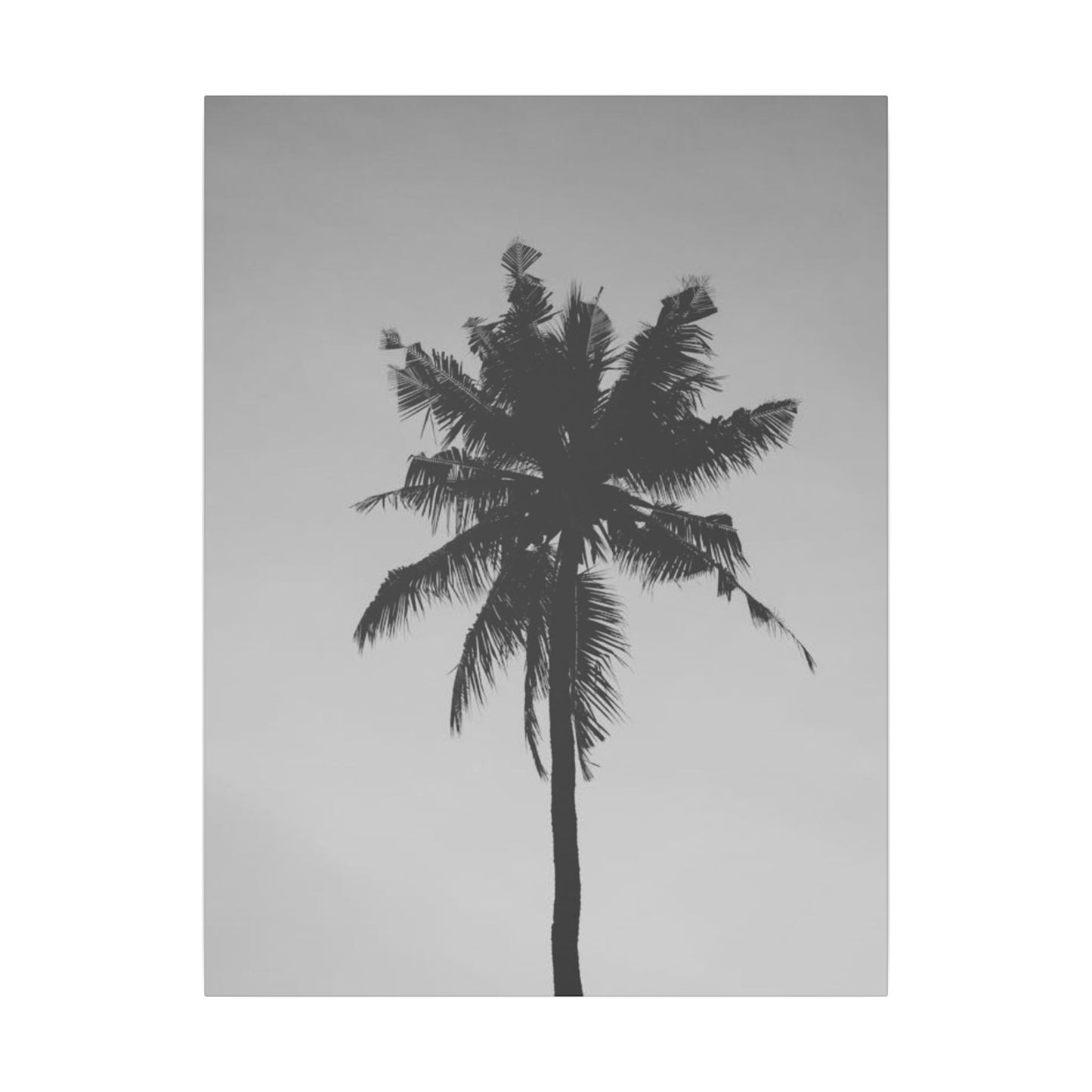 Minimalist Black and White Palm Tree Print Canvas Art
